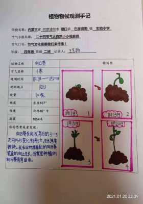 植物种植观察日记模板下载-植物种植观察日记模板-第2张图片-马瑞范文网