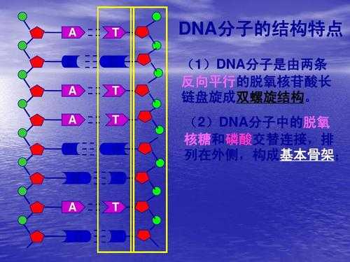 dna模板链反方向（dna模板链为5 ata gct 3其转录产物为）-第1张图片-马瑞范文网