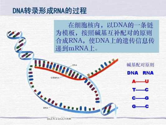 dna模板链反方向（dna模板链为5 ata gct 3其转录产物为）-第3张图片-马瑞范文网