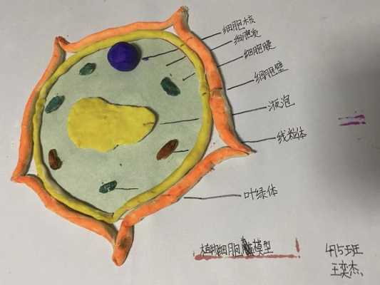 生物实践作业模板图片-第1张图片-马瑞范文网