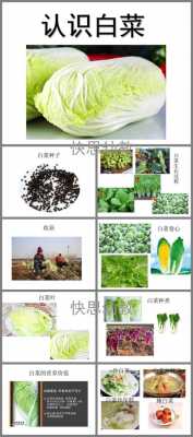  白菜ppt模板「小白菜ppt」-第2张图片-马瑞范文网