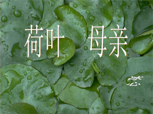 冰心荷叶 冰心荷叶ppt模板-第2张图片-马瑞范文网