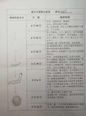 蚕宝宝观察日记模板,蚕宝宝观察日记模板图 -第2张图片-马瑞范文网