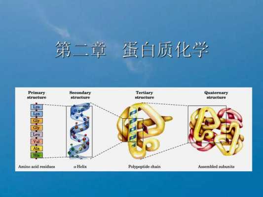 化学蛋白质ppt模板图片-第2张图片-马瑞范文网