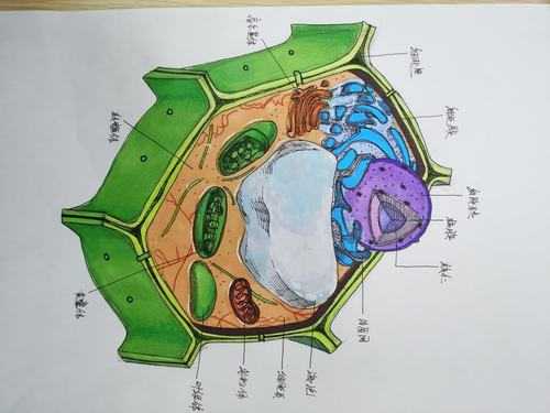  生物模板画图「生物模型图画」-第1张图片-马瑞范文网