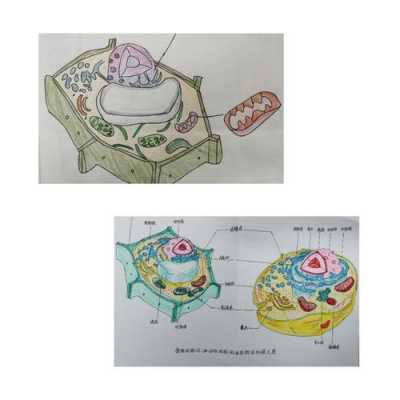  生物模板画图「生物模型图画」-第2张图片-马瑞范文网