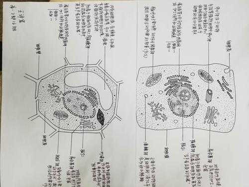  生物模板画图「生物模型图画」-第3张图片-马瑞范文网