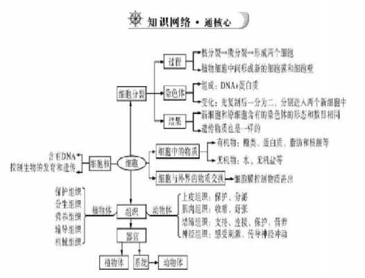 生物的结构层次的思维导图 生物的结构层次ppt模板-第3张图片-马瑞范文网